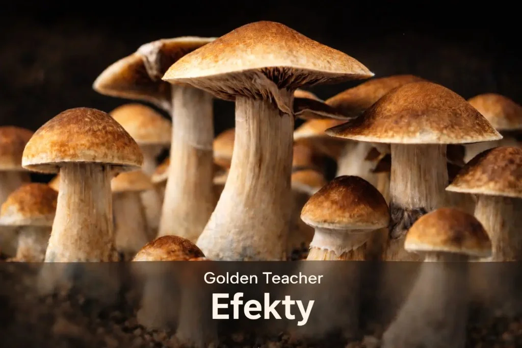 Golden Teacher działanie – efekty i przebieg doświadczenia