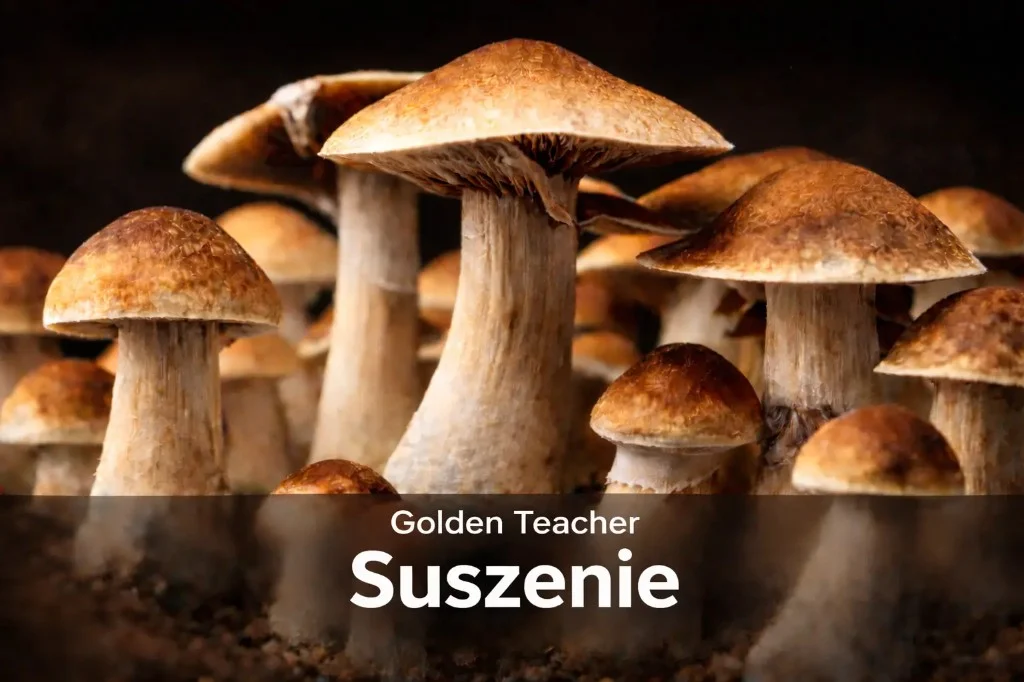 Golden Teacher suszenie – metody, potencja, przechowywanie