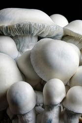 Growkit Tidal Wave Ape Full Auto — zestaw do obserwacji mykologicznych