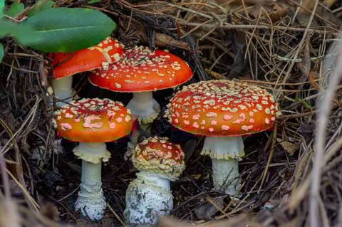 Amanita Muscaria czyli Muchomor Czerwony. Fakty i mity - Shroomsy