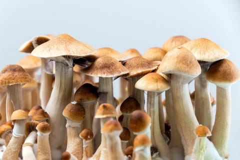 Golden Teacher – najpopularniejszy szczep Psilocybe cubensis