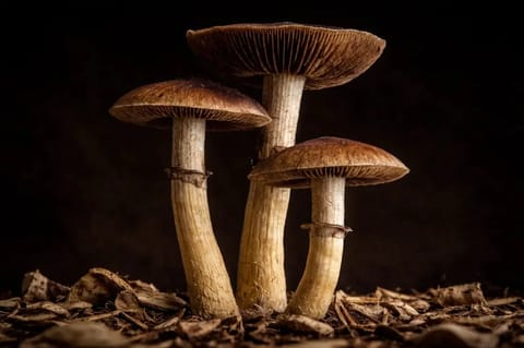 Grzyby Mazatapec – działanie, dawkowanie i opinie