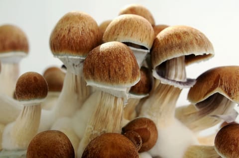 Psilocybe Cubensis (Łysiczka Kubańska) - Shroomsy