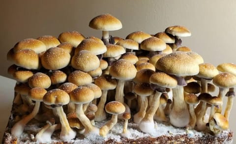 McKennaii - działanie, dawkowanie, uprawa - Shroomsy.pl