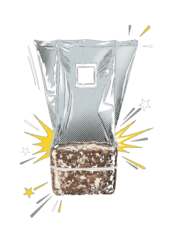 Growkit Psilocybe Cubensis — growkit