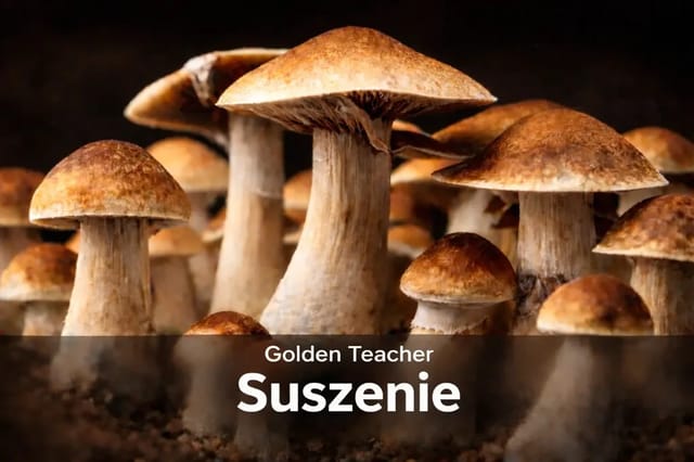 Golden Teacher suszenie – metody, potencja, przechowywanie