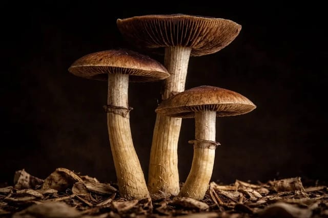 Mazatapec – działanie, dawkowanie, uprawa i opinie o odmianie z Oaxaca