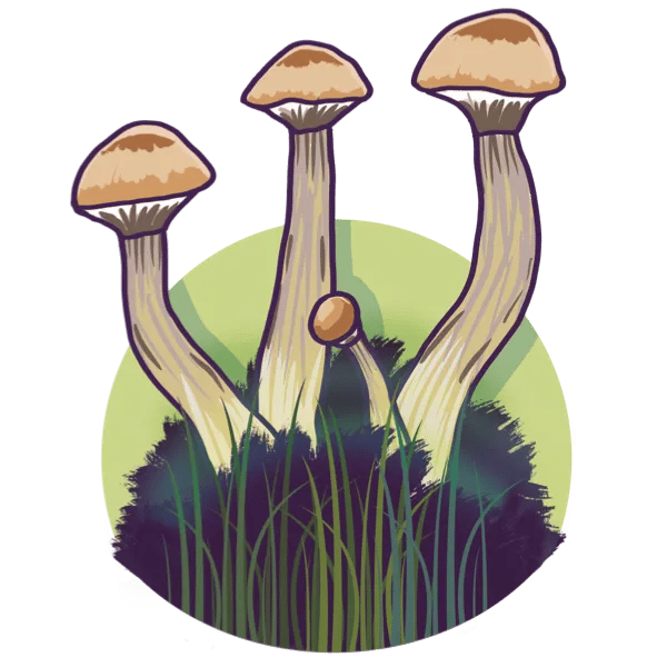 Growkit Cambodian Full Auto — kit d’observation mycologique - Image 1